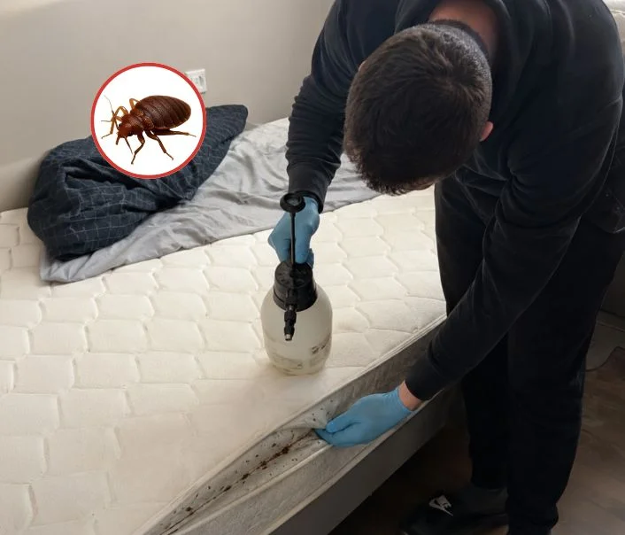 Technicien traitant un matelas contre les punaises de lit à Freneuse